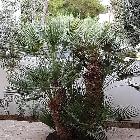 Villa Amanda Mazara del Vallo